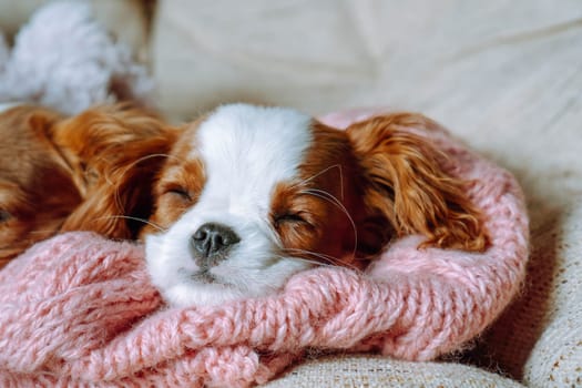 Portrait of sleeping puppy Cavalier King Charles Spaniel. Little one with red and white fur took nap on pink knitted blanket on soft bed. Sweet doggy close eyes and drift off in safe house.