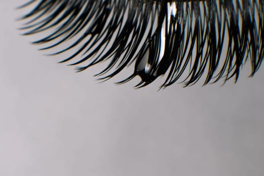 Close up of black artificial eyelashes with drop of water on cilia using for lash extension procedure hanging against light gray background, perfect for creating voluminous and glamorous look.