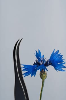 Close up of tweezers for gluing fake eyelashes in process of lash extension procedure lying near blue cornflower against light gray background. Sleek tool that effortlessly isolating cilia. Vertical.
