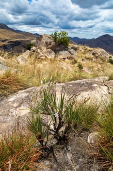 Andringitra national park, Haute Matsiatra region, Madagascar, beautiful mountain landscape with river in valley. Hiking in Andringitra mountains. Sunny day. Madagascar wilderness mountain landscape.