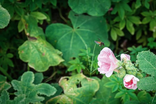 Hollyhock flower is many colors and beautiful in the nature with bees flying for pollen.