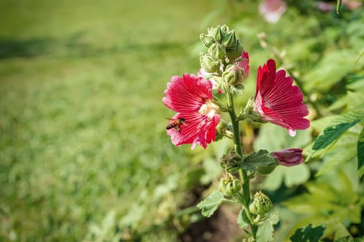Hollyhock flower is many colors and beautiful in the nature with bees flying for pollen.