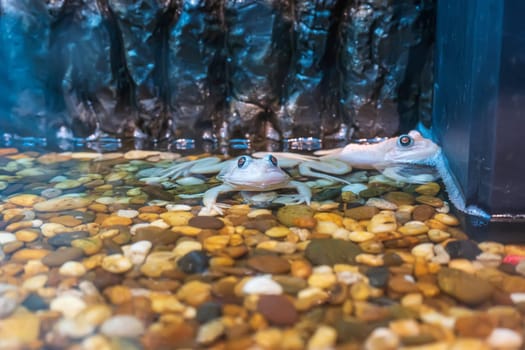 Albino frog lying in the water in the cabinet.