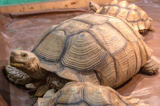 Sulcata tortoise on the wooden floor. It's a popular pet in Thailand.