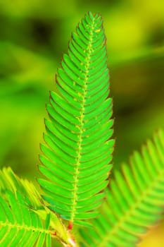 The mimosa pudica tree leaves are distinctive and beautiful.