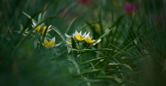 White tulips among green grass, summer day
