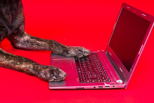 A bossy looking dog Dutch shepherd at computer. Concept of a strict manager, office related humor