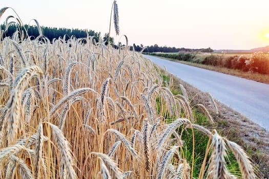 Beautiful summer sunset in wheaten shiny field with golden wheat and sun rays