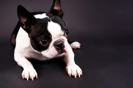 Boston Terrier dog posing in a studio, white and dark background