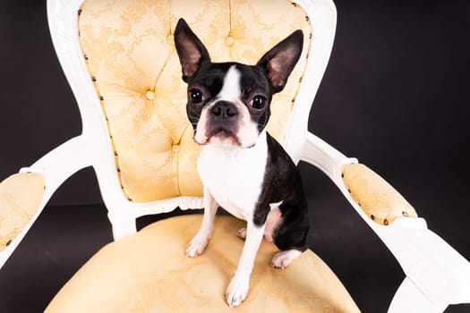 Boston Terrier dog posing in a studio, white and dark background