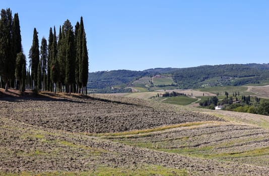 Iconic group of cypress trees in a field, near San Quirico,  Tuscany, Italy