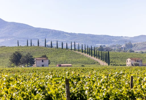 The rural landscape near Pienza in Tuscany. Italy
