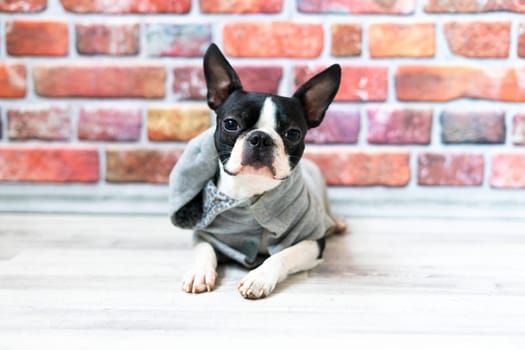 Boston Terrier dog posing in a studio, white and dark background