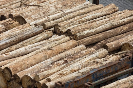 Wooden logs of pine woods stacked in a pile. Mid shot