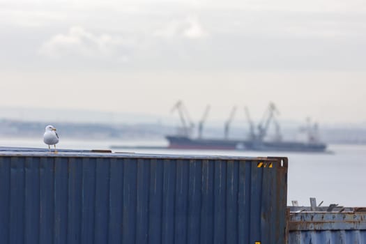 Seagull sitting on a cargo container in the port. Mid shot