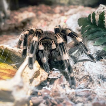 Burgundy Goliath Bird Eater (Theraphosa stirmi) Theraphosa Tarantula are World Biggest Spider species.