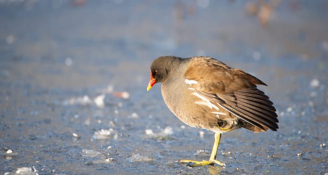 Common gallinule, Gallinula galeata moorhen waddle over frozen and snow covered pond in winter, birds
