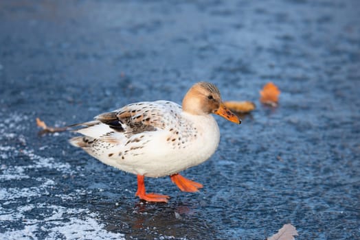 Hybrid albino mallard duck, anas platyrhynchos, waddle on frozen and snow covered wetland in winter, birds