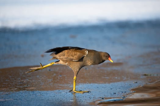 Common gallinule, Gallinula galeata moorhen waddle over frozen and snow covered pond in winter, birds