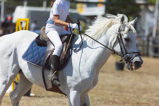 Equestrian sport - a little girl in white uniform riding white horse at the ranch. Mid shot