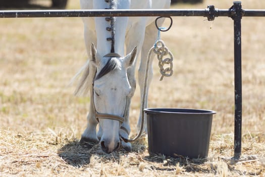 A white horse stands at a metal fence and eating. Mid shot