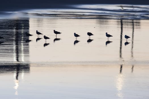 Seagulls on the beach - silhouette of bird near ocean, water like mirror
