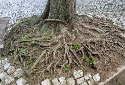 View of big tree root in city park - ecology, daylight