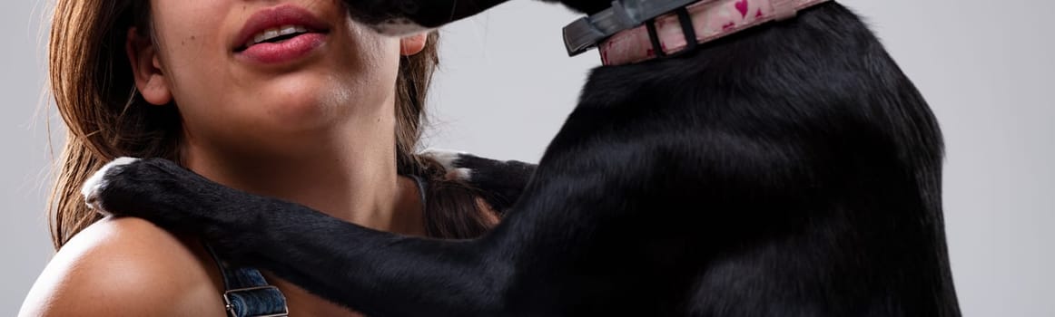 Cropped closeup panorama view of a loving dog licking the face of a young woman in greeting in a studio