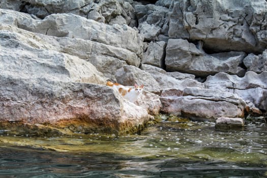 A cat alone on a rocky island in Lake Skadar, Montenegro