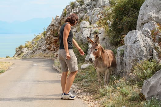A donkey alone in the landscape of Lake Skadar in Montenegro