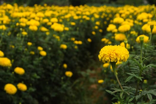 Marigold bush in the field of flowers.  Flower marigold calendula on background meadow.