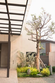 Olive tree in stone pebble garden, stock photo