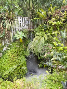 Green fern leaf with decorated in the garden, stock photo