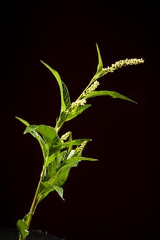 Stem with chicks and leaves of a sorrel knotweed (Persicaria lapathifolia) isolated on a black background