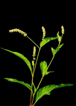 Stem with chicks and leaves of a sorrel knotweed (Persicaria lapathifolia) isolated on a black background.