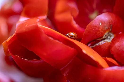 Close-up of a ladybug on tomato peels, highlighting intricate details and vibrant colors.