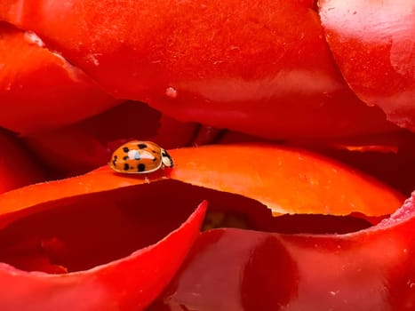 Close-up of a ladybug on tomato peels, highlighting intricate details and vibrant colors.