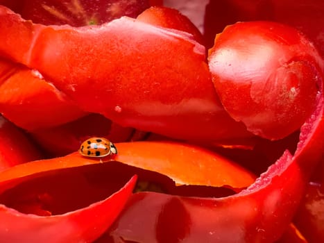 Close-up of a ladybug on tomato peels, highlighting intricate details and vibrant colors.