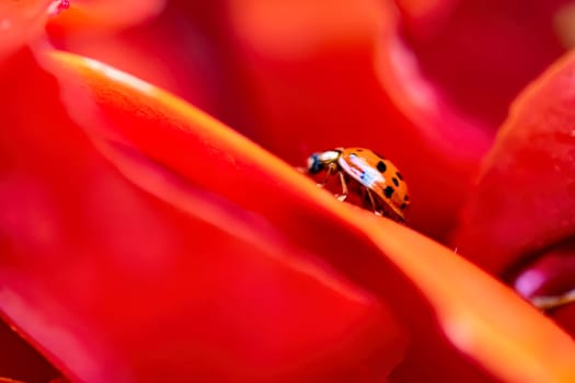 Close-up of a ladybug on tomato peels, highlighting intricate details and vibrant colors.