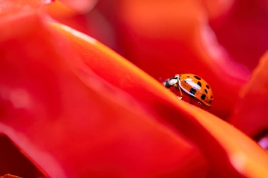 Close-up of a ladybug on tomato peels, highlighting intricate details and vibrant colors.