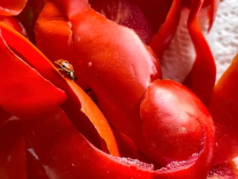 Close-up of a ladybug on tomato peels, highlighting intricate details and vibrant colors.