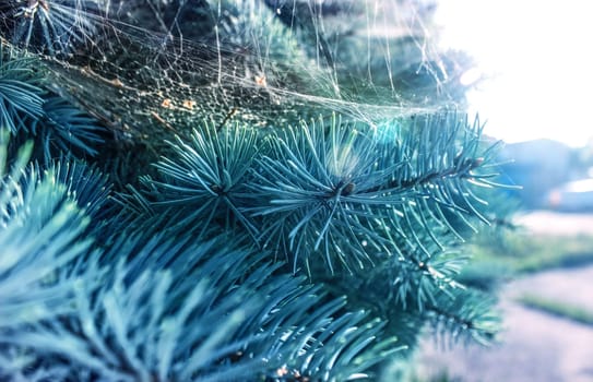 Merry Christmas and Happy New Year Holiday background with fir tree branches and lights.