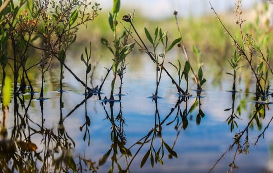 temporary rain ponds with vegetation. natural abstract art