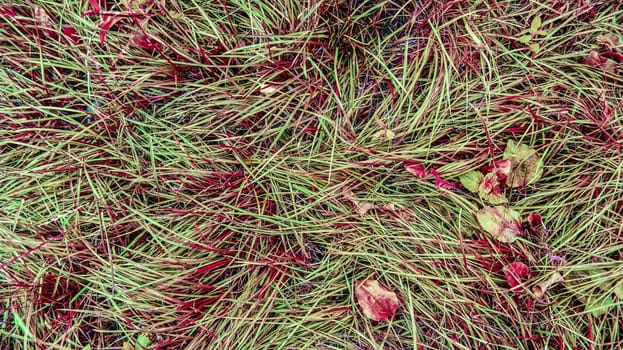 Top view on green grass with autumn yellow leaves. Colorful fall leaves on a background of grass. Autumn and lifestyle concept.