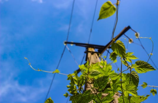 vine ivy plant cover on power line electricity post