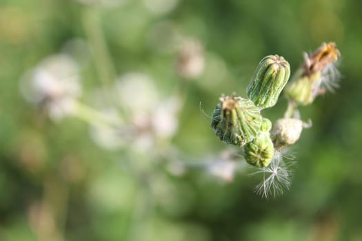 Taraxacum officinale common meadow flowering plant, dandelions faded white seeds, single wild flower