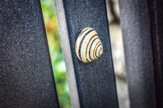 Background grape snail against a background of graphite-gray square tubes