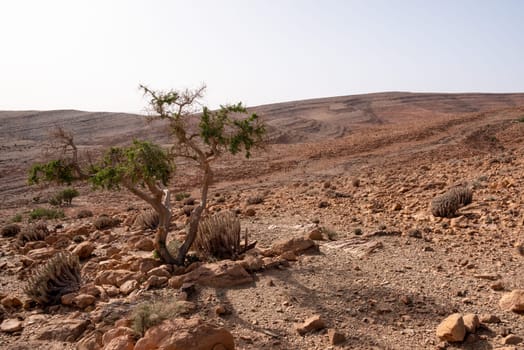 A tree surviving drought in the stone desert of the Anti-Atlas mountains, near Amtoudi in Morocco