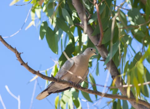 Turkish dove - pigeon sits on the treee in shadow of green leafs, telephoto shot