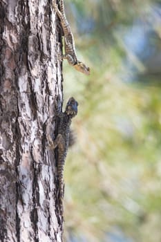 Two lizards face to face on the pine tree - agama lizard sits in Turkey - Stellagama stellio, Antalya